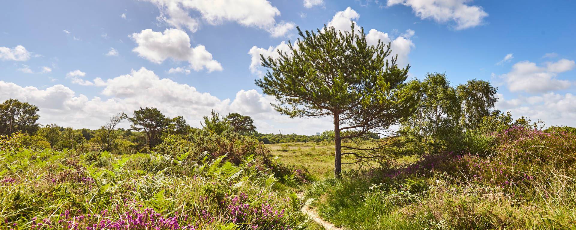 Les Landes de la Poterie, site classé Natura 2000