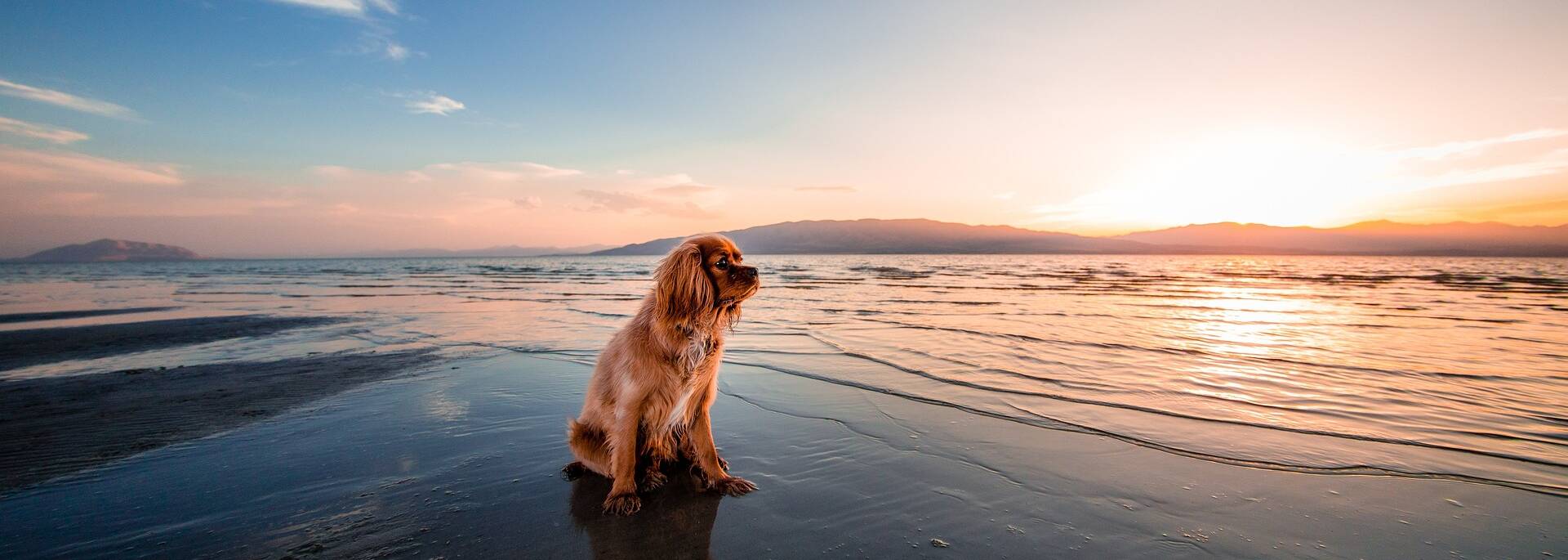 Chien sur la plage