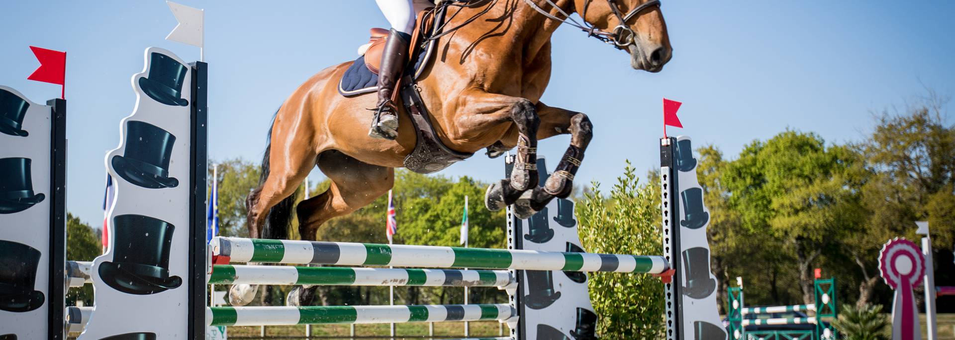 Cheval - Haras de Lamballe