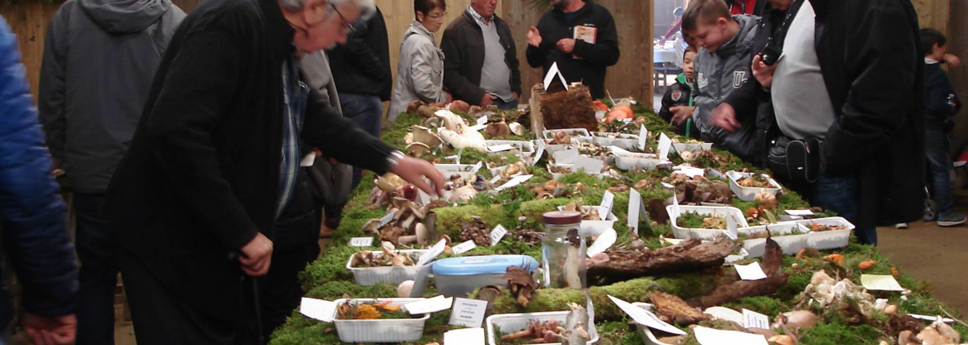 Fête de la Châtaigne - Jugon-les-Lacs 