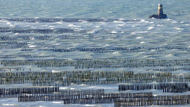 Bouchot Muscheln ©E. Berthier