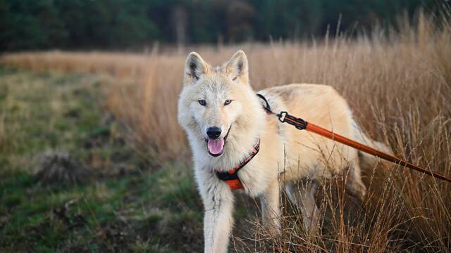 Chien à la campagne