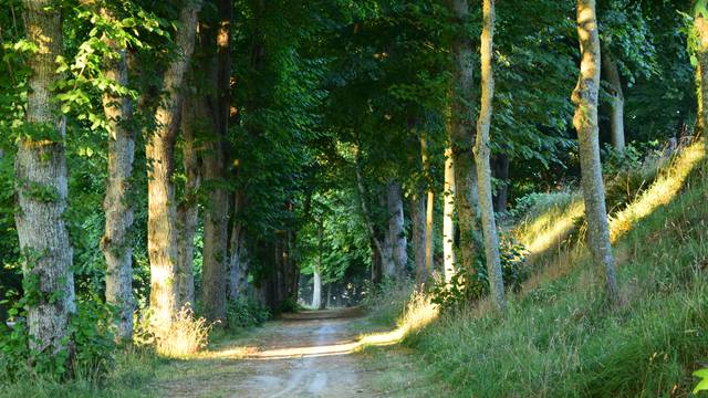 Forêt de la Hunaudaye