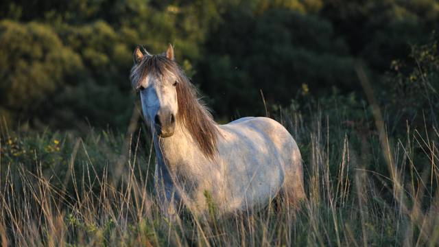 Cheval - Landes des potiers