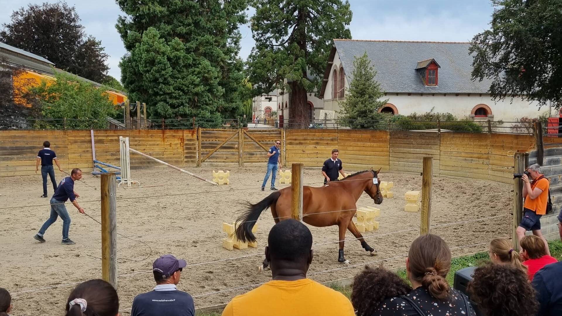 Spectacle au Haras national de Lamballe