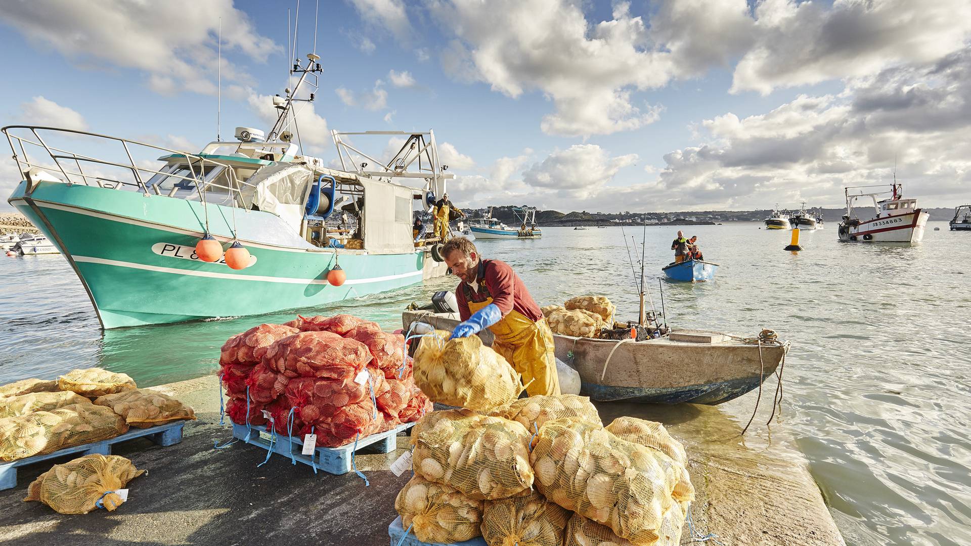 Débarquement de la coquille à Erquy