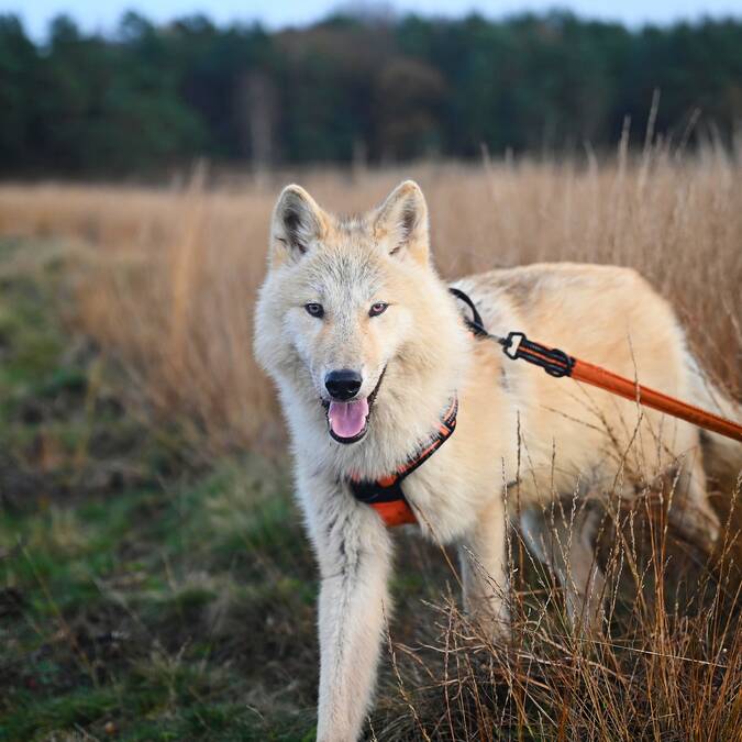 Chien à la campagne